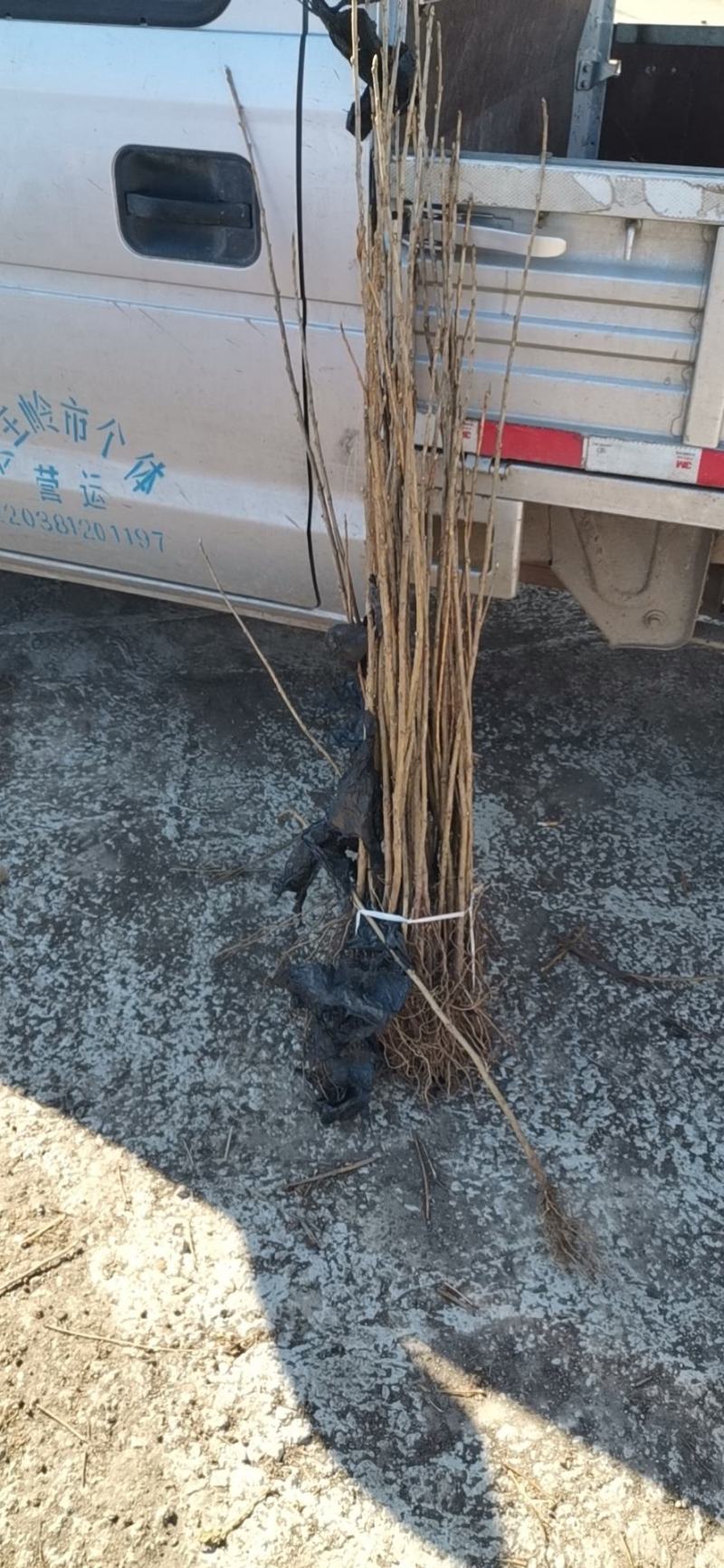 黑加仑苗，保质保量，欢迎选购