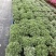 芙蓉菊花盆苗工程类用苗花镜类植物园林绿化