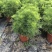 芙蓉菊花盆苗工程类用苗花镜类植物园林绿化