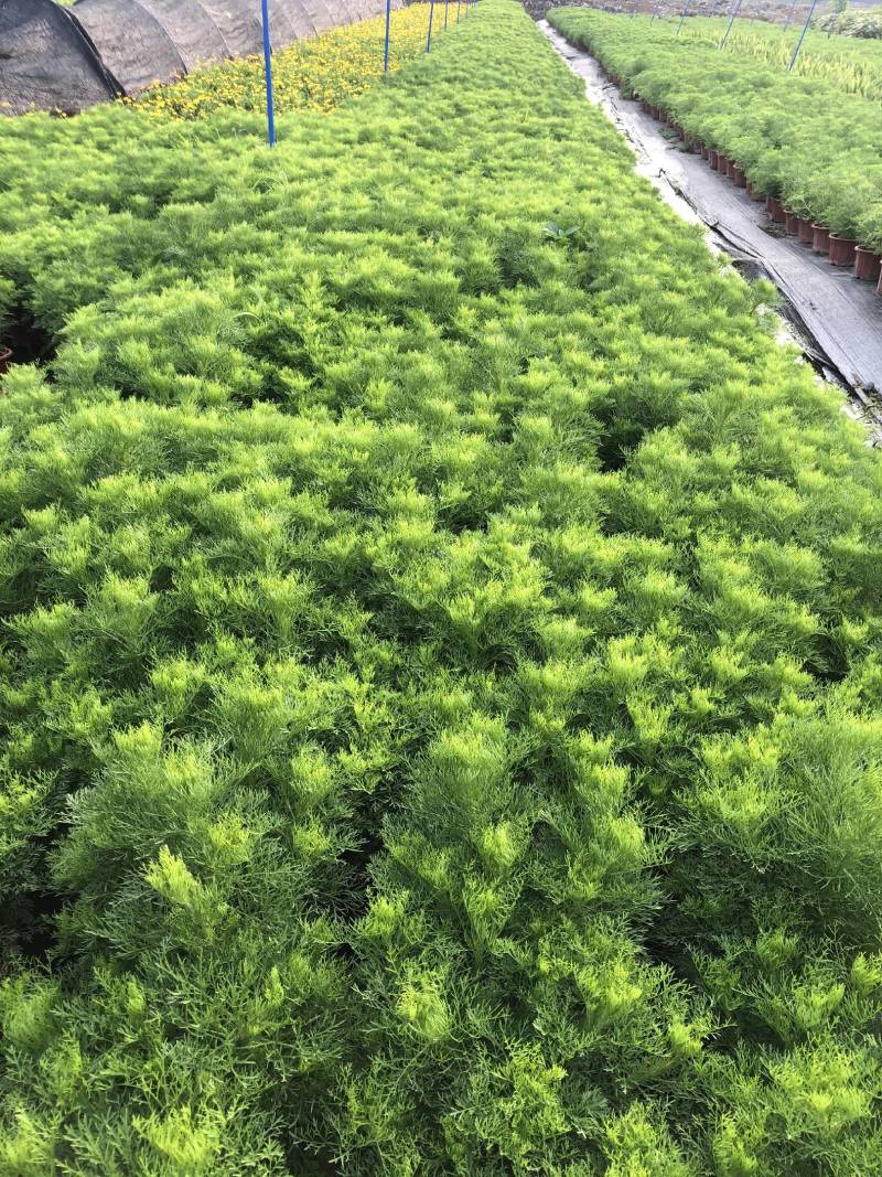 芙蓉菊花盆苗工程类用苗花镜类植物园林绿化