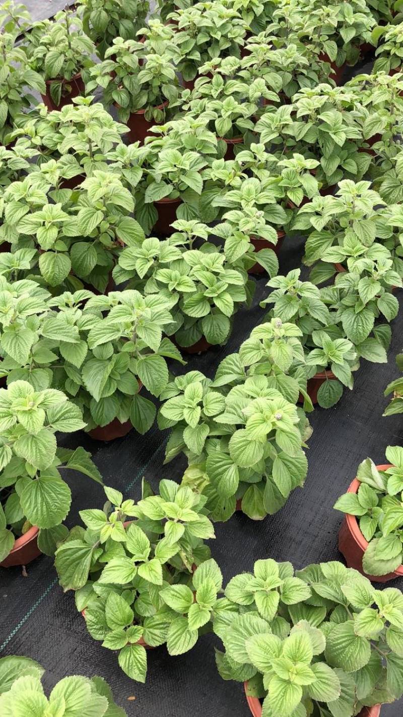 芙蓉菊花盆苗工程类用苗花镜类植物园林绿化
