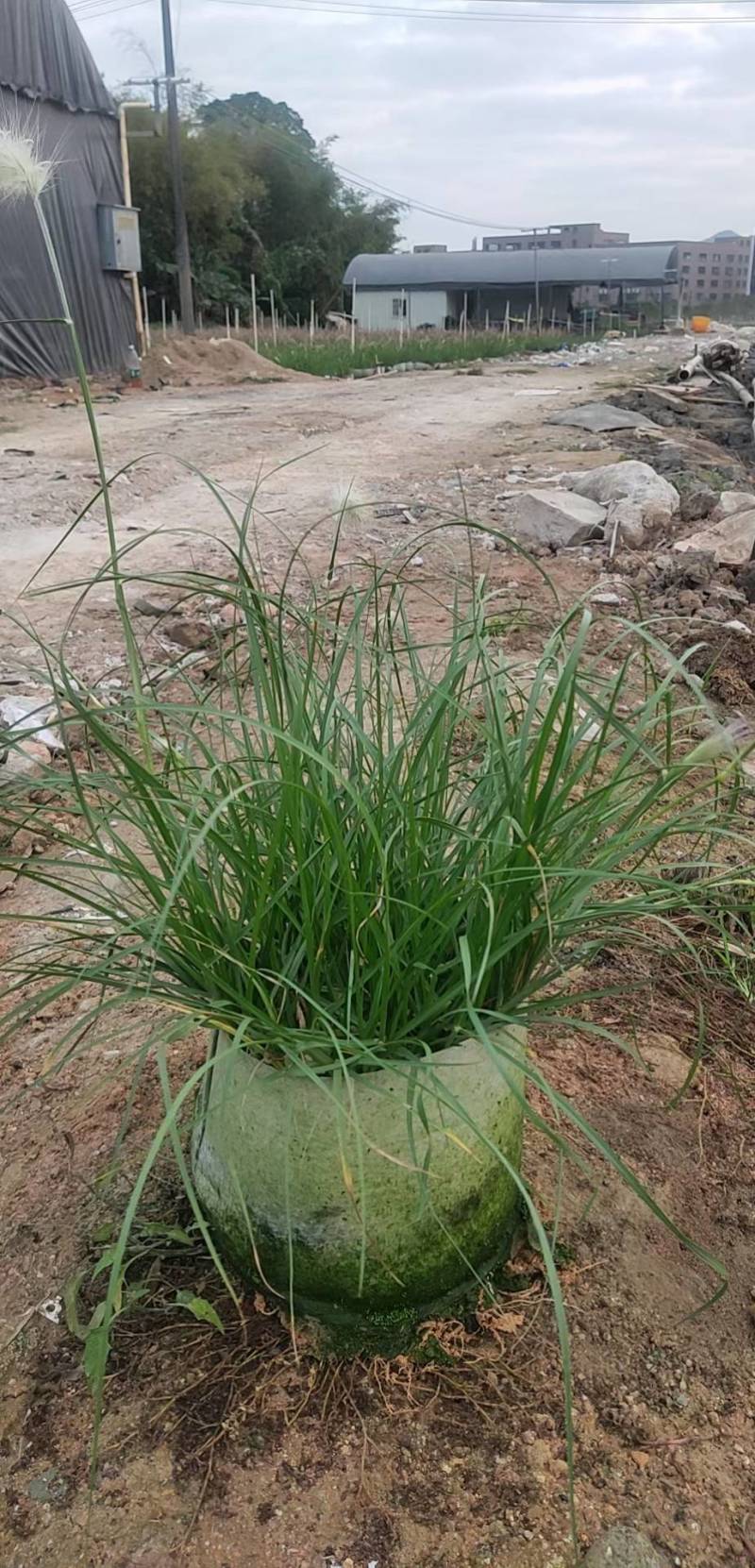 芙蓉菊花盆苗工程类用苗花镜类植物园林绿化