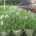 芙蓉菊花盆苗工程类用苗花镜类植物园林绿化