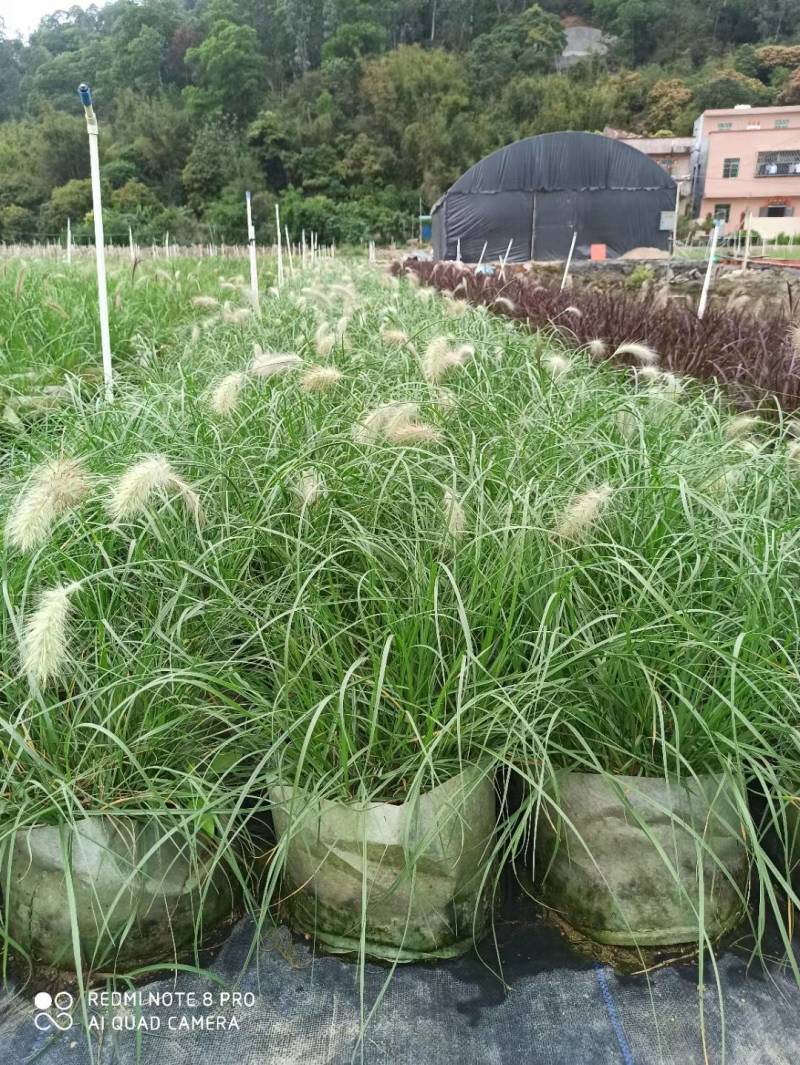 芙蓉菊花盆苗工程类用苗花镜类植物园林绿化
