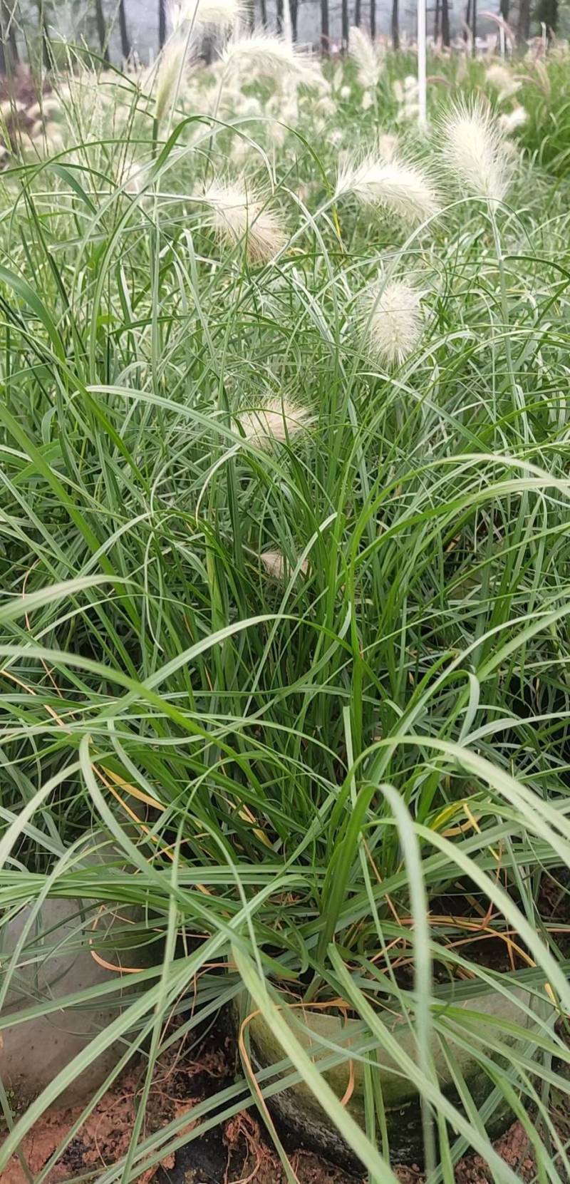 芙蓉菊花盆苗工程类用苗花镜类植物园林绿化