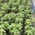 大花萱草盆苗花镜植物园林绿化造景园林绿化