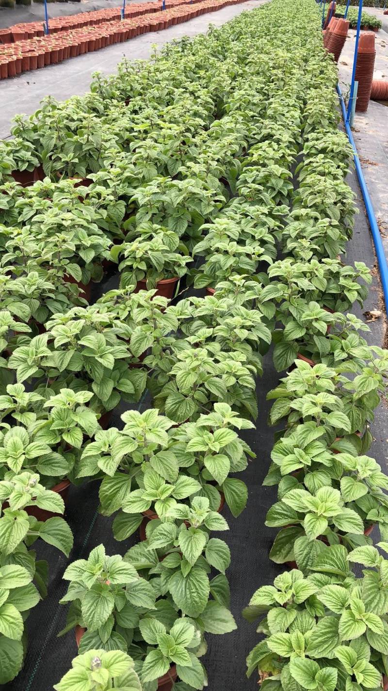 大花萱草盆苗花镜植物园林绿化造景园林绿化