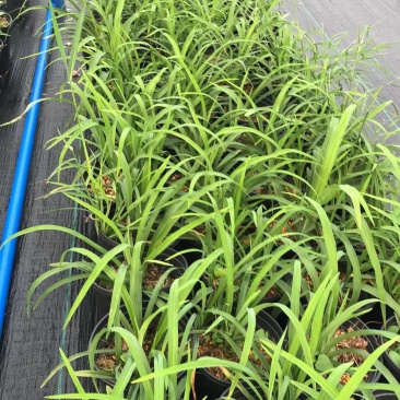 大花萱草盆苗花镜植物园林绿化造景园林绿化