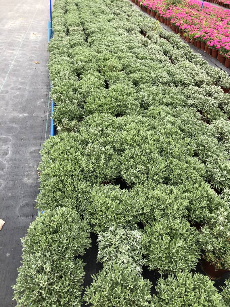 大花萱草盆苗花镜植物园林绿化造景园林绿化