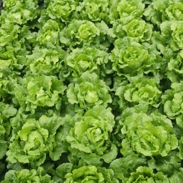 成都低价生菜，意大利生菜，意大利散叶生菜，精品生菜