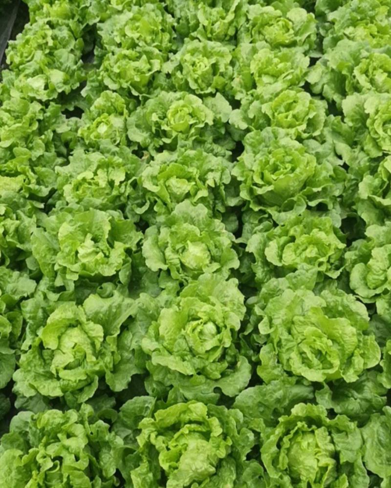 成都低价生菜，意大利生菜，意大利散叶生菜，精品生菜