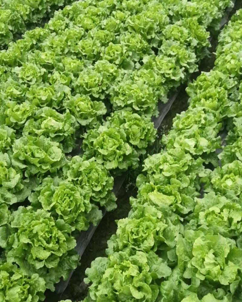 成都低价生菜，意大利生菜，意大利散叶生菜，精品生菜
