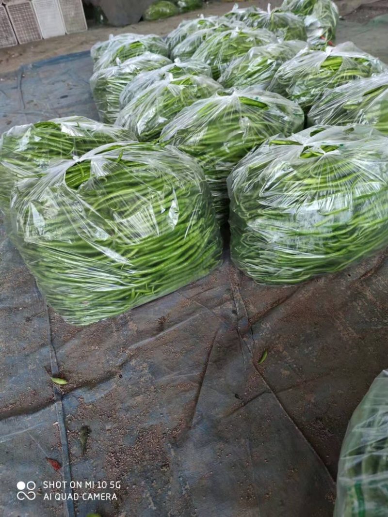 山东精品线椒质量保证颜色艳丽产地直发大量供应欢迎看货