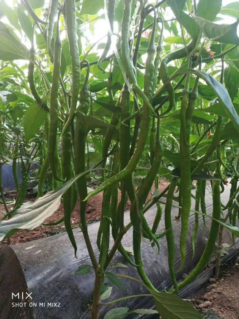 山东精品线椒质量保证颜色艳丽产地直发大量供应欢迎看货