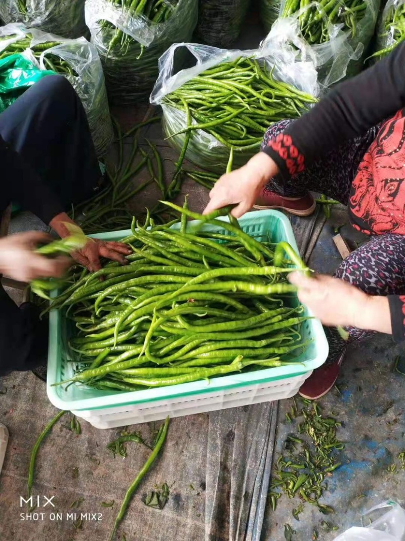 山东精品线椒质量保证颜色艳丽产地直发大量供应欢迎看货