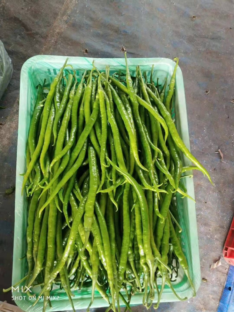 山东精品线椒质量保证颜色艳丽产地直发大量供应欢迎看货