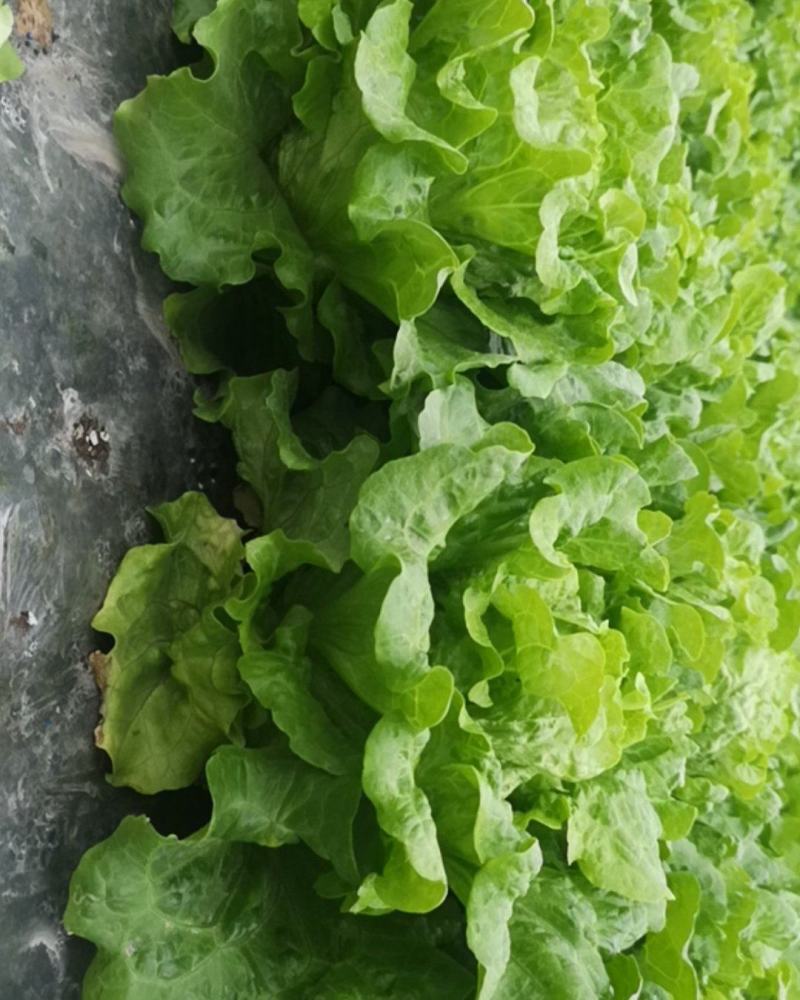 成都低价生菜，意大利生菜，意大利散叶生菜，精品生菜