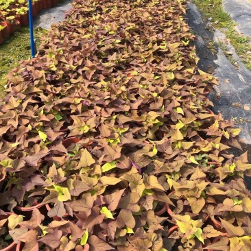 紫叶薯盆苗工程类植物花镜植物造景园林绿化
