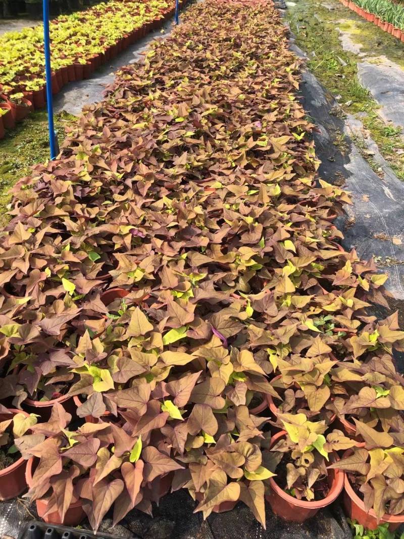紫叶薯盆苗工程类植物花镜植物造景园林绿化