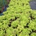 紫叶薯盆苗工程类植物花镜植物造景园林绿化