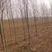 吉林省柳树苗，1.5-3公分的绿化苗木，保质保量，欢迎选购