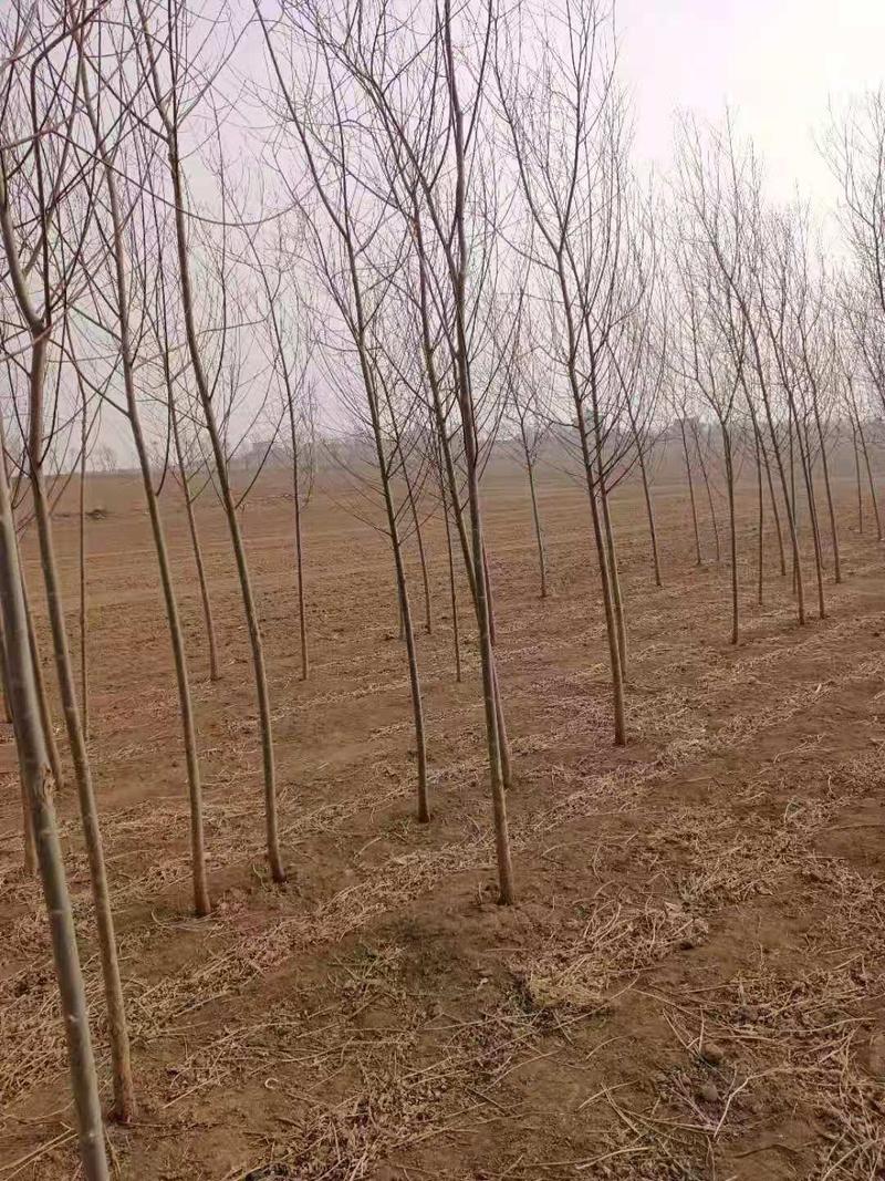 吉林省柳树苗，1.5-3公分的绿化苗木，保质保量，欢迎选购