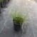 蓝霸鼠尾草盆苗花镜植物园林造景园林绿化