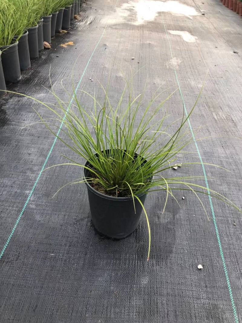 蓝霸鼠尾草盆苗花镜植物园林造景园林绿化