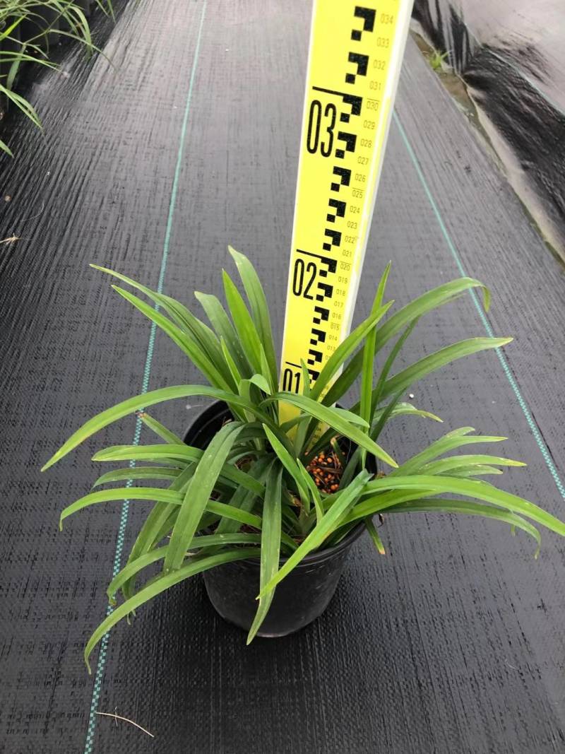 蓝霸鼠尾草盆苗花镜植物园林造景园林绿化