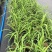 蓝霸鼠尾草盆苗花镜植物园林造景园林绿化