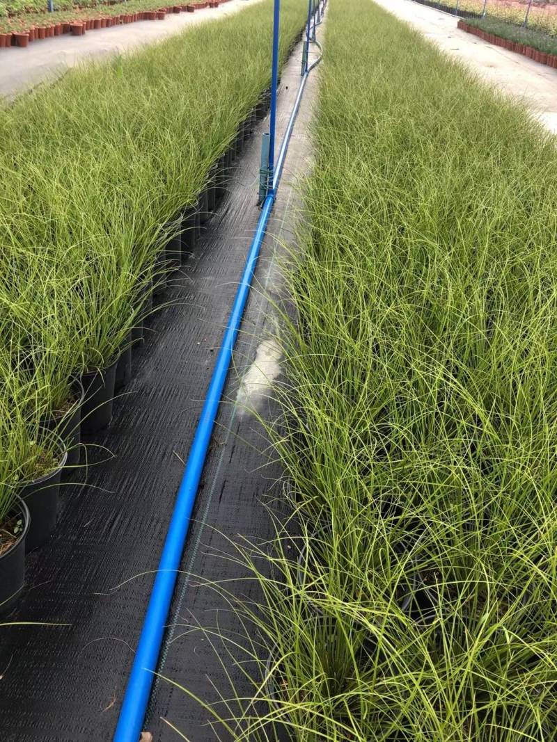 蓝霸鼠尾草盆苗花镜植物园林造景园林绿化