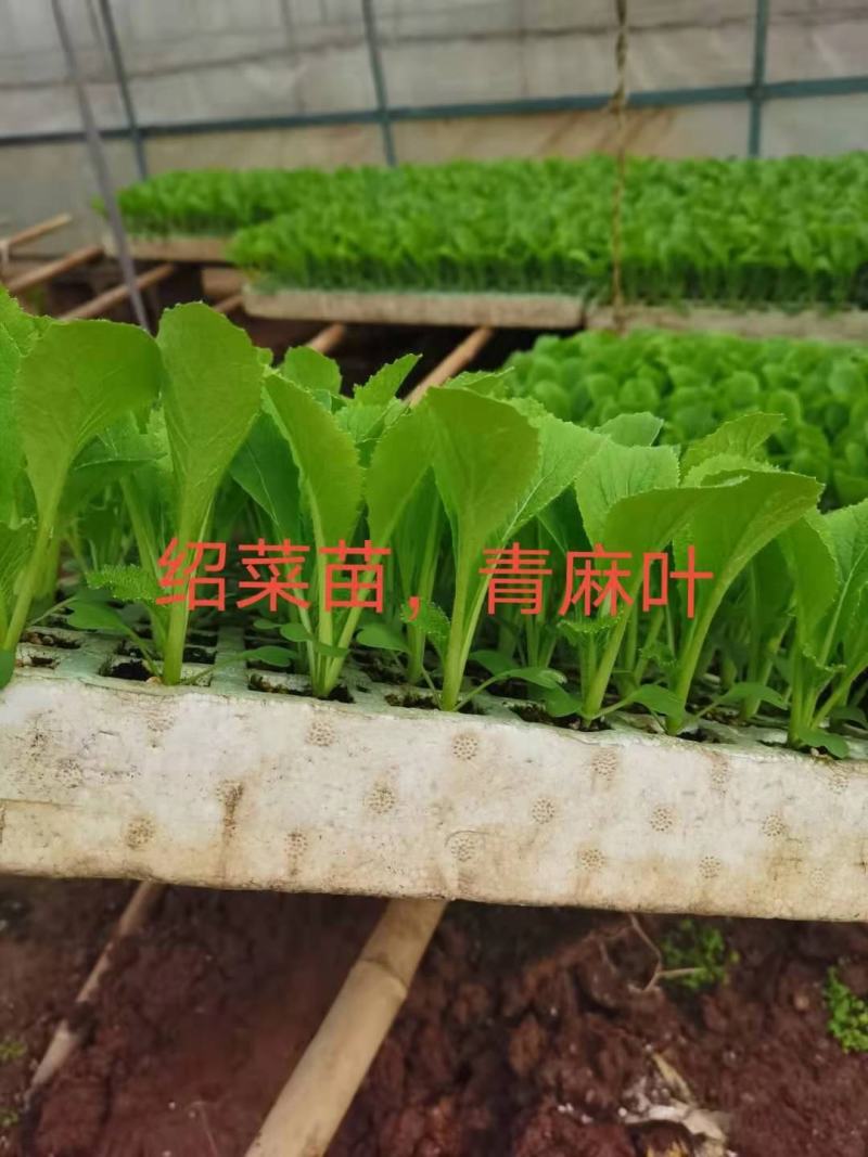 绍菜苗，根系发达，量大从优，厂家直发，专业育苗技术！