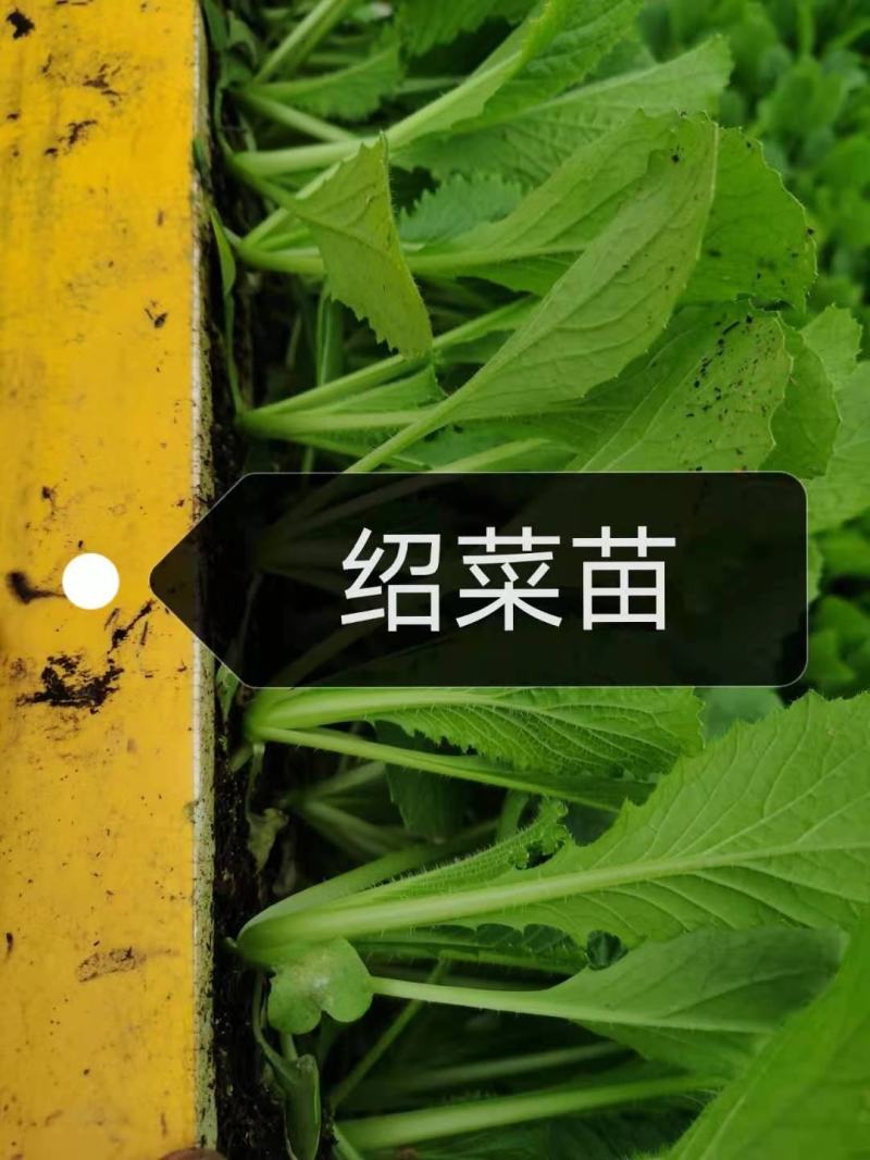 绍菜苗，根系发达，量大从优，厂家直发，专业育苗技术！