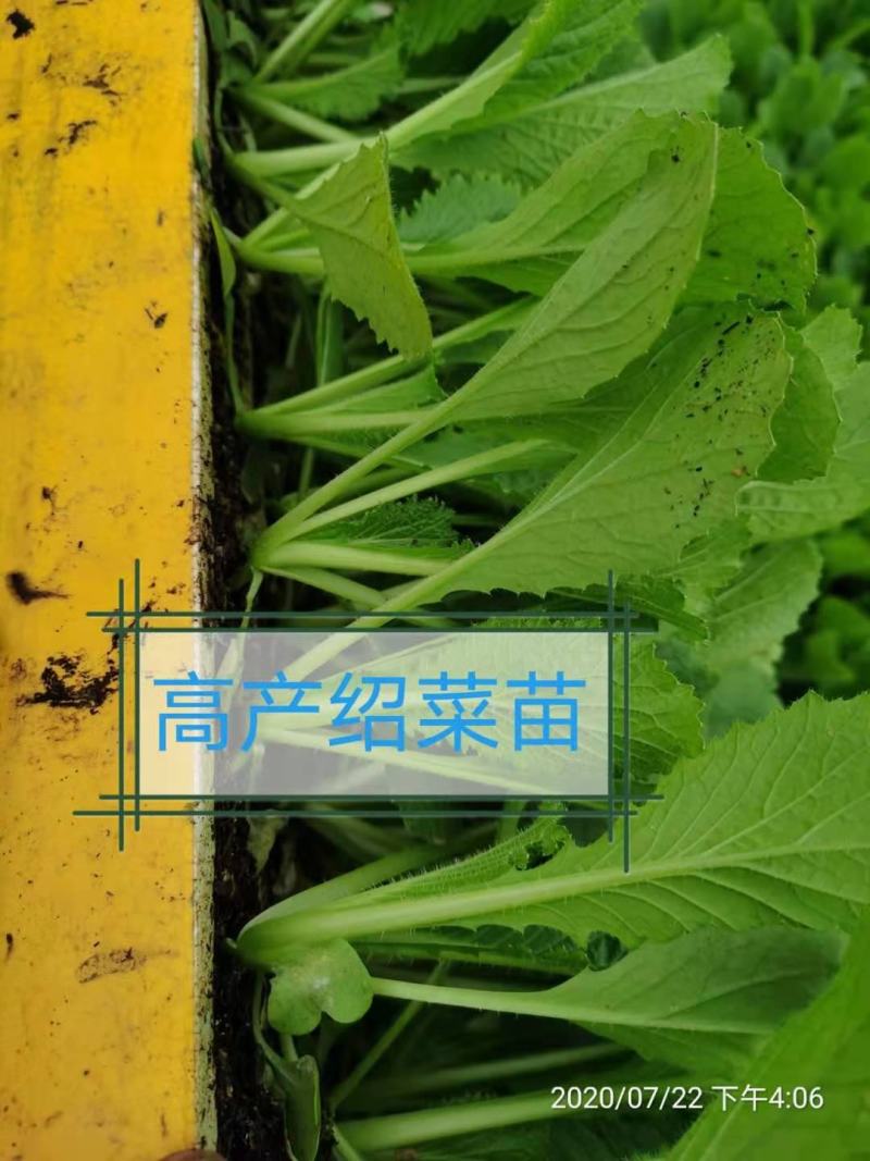 绍菜苗，根系发达，量大从优，厂家直发，专业育苗技术！