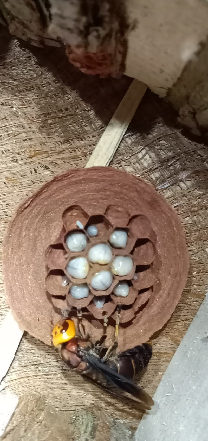 蜂群，红娘蜂群，黄脚葫芦蜂群