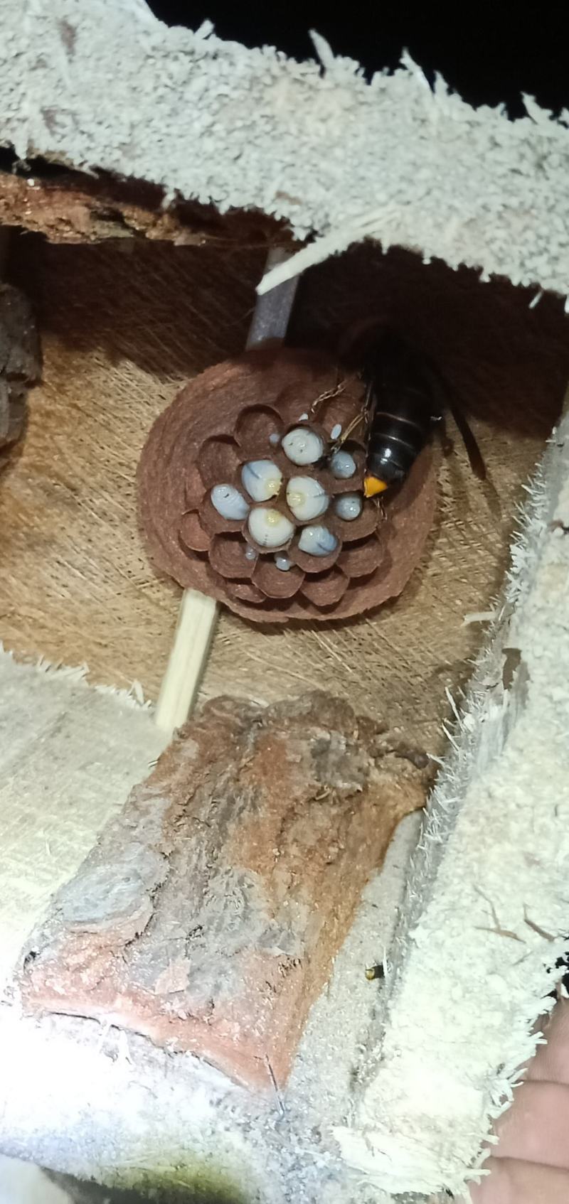 蜂群，红娘蜂群，黄脚葫芦蜂群