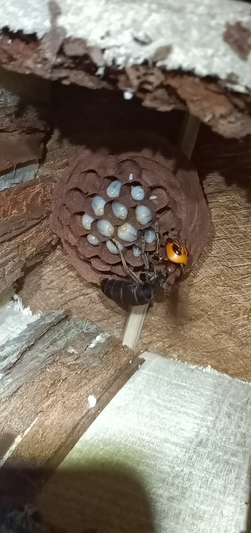 蜂群，红娘蜂群，黄脚葫芦蜂群