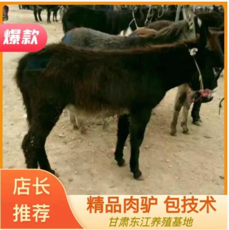 （现货）毛驴苗300斤-400斤的品种齐全量大优惠。
