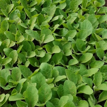 辣椒茄子西红柿苗大量供应