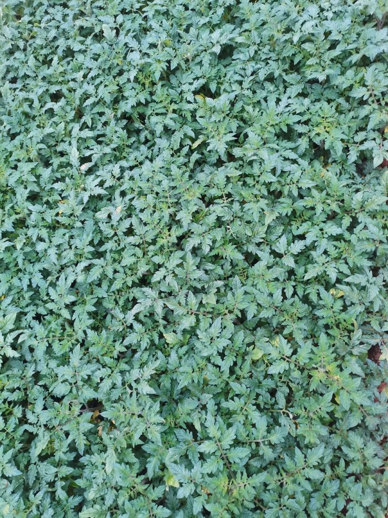 辣椒茄子西红柿苗大量供应