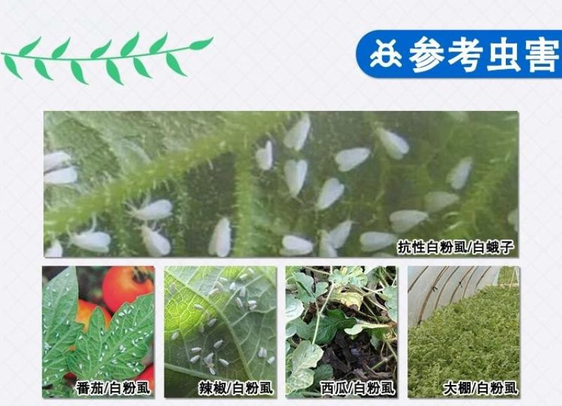 海纳金睛阿维菌素+烯啶虫胺蚜虫白粉虱飞虱专用杀虫剂组合装