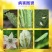 海纳金睛阿维菌素+烯啶虫胺蚜虫白粉虱飞虱专用杀虫剂组合装