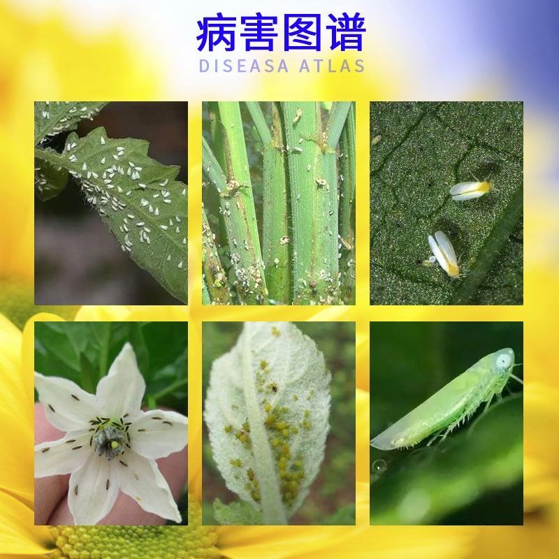 海纳金睛阿维菌素+烯啶虫胺蚜虫白粉虱飞虱专用杀虫剂组合装