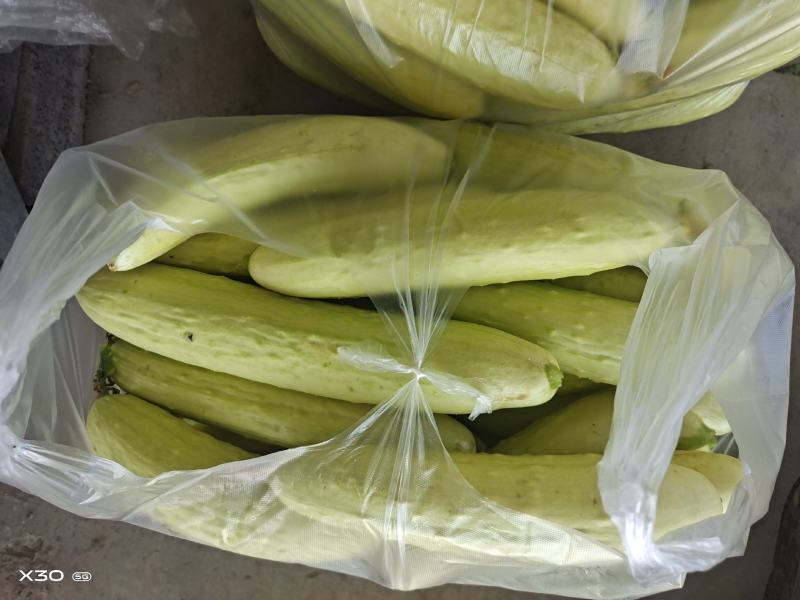 黄瓜，农家老黄瓜，口感佳，质量好场地直供，