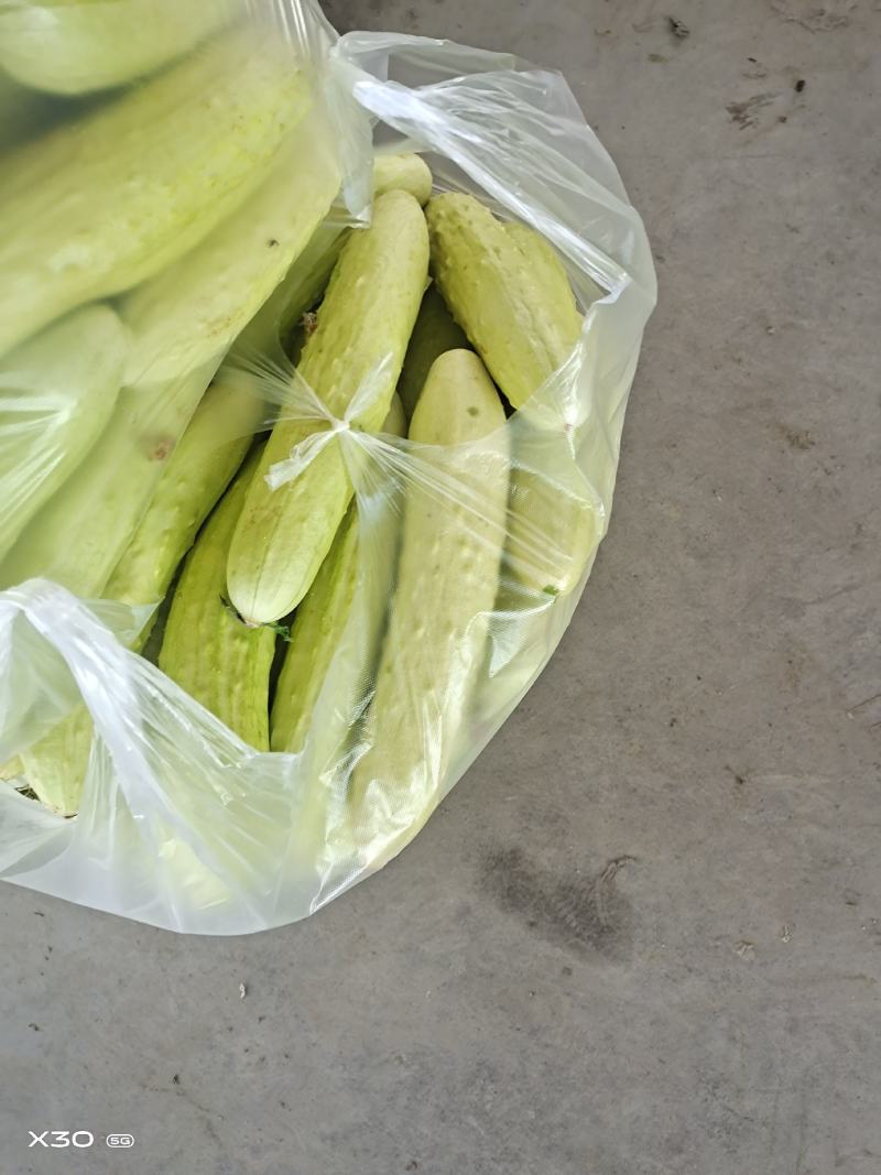 黄瓜，农家老黄瓜，口感佳，质量好场地直供，