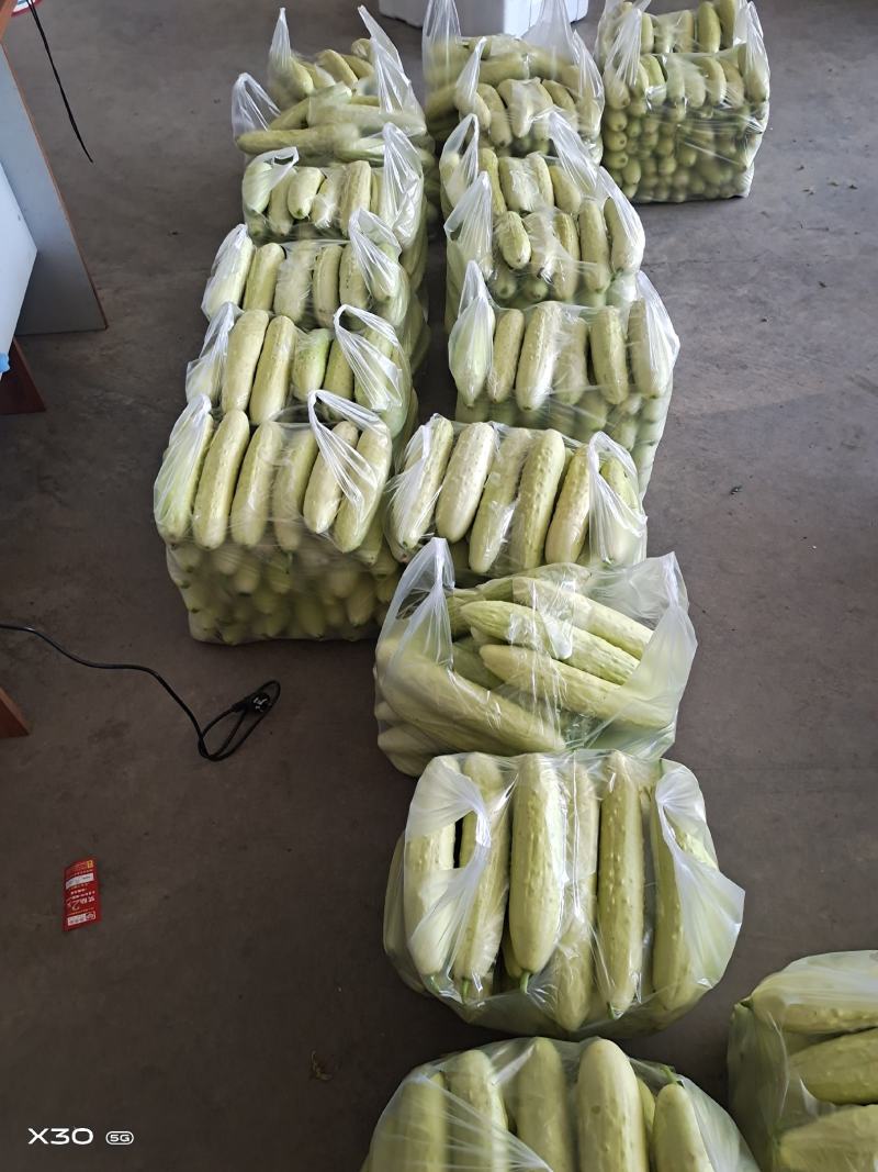 黄瓜，农家老黄瓜，口感佳，质量好场地直供，
