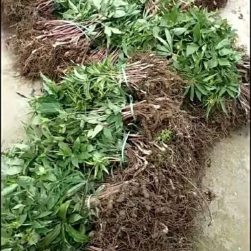 出售华重楼苗，喜欢的联系