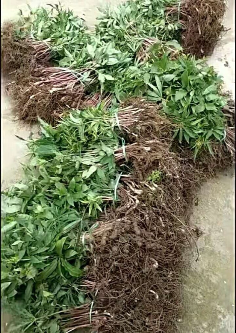 出售华重楼苗，喜欢的联系