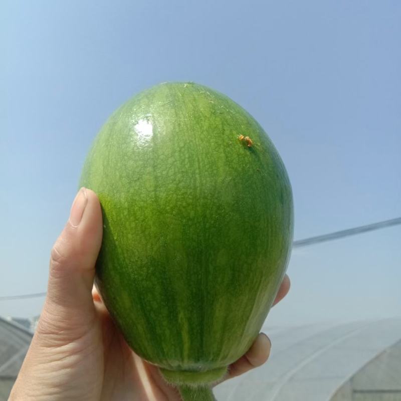 南瓜，农家嫩南瓜，口感好，质量优，场地直供，