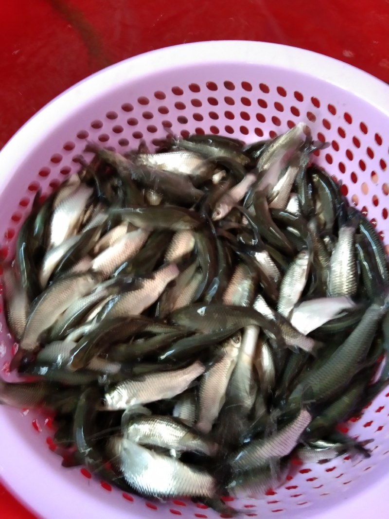 草鱼苗（长江鲩）品质保证，疫苗齐全，源头直供。